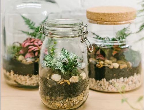Terrarium Making Workshop