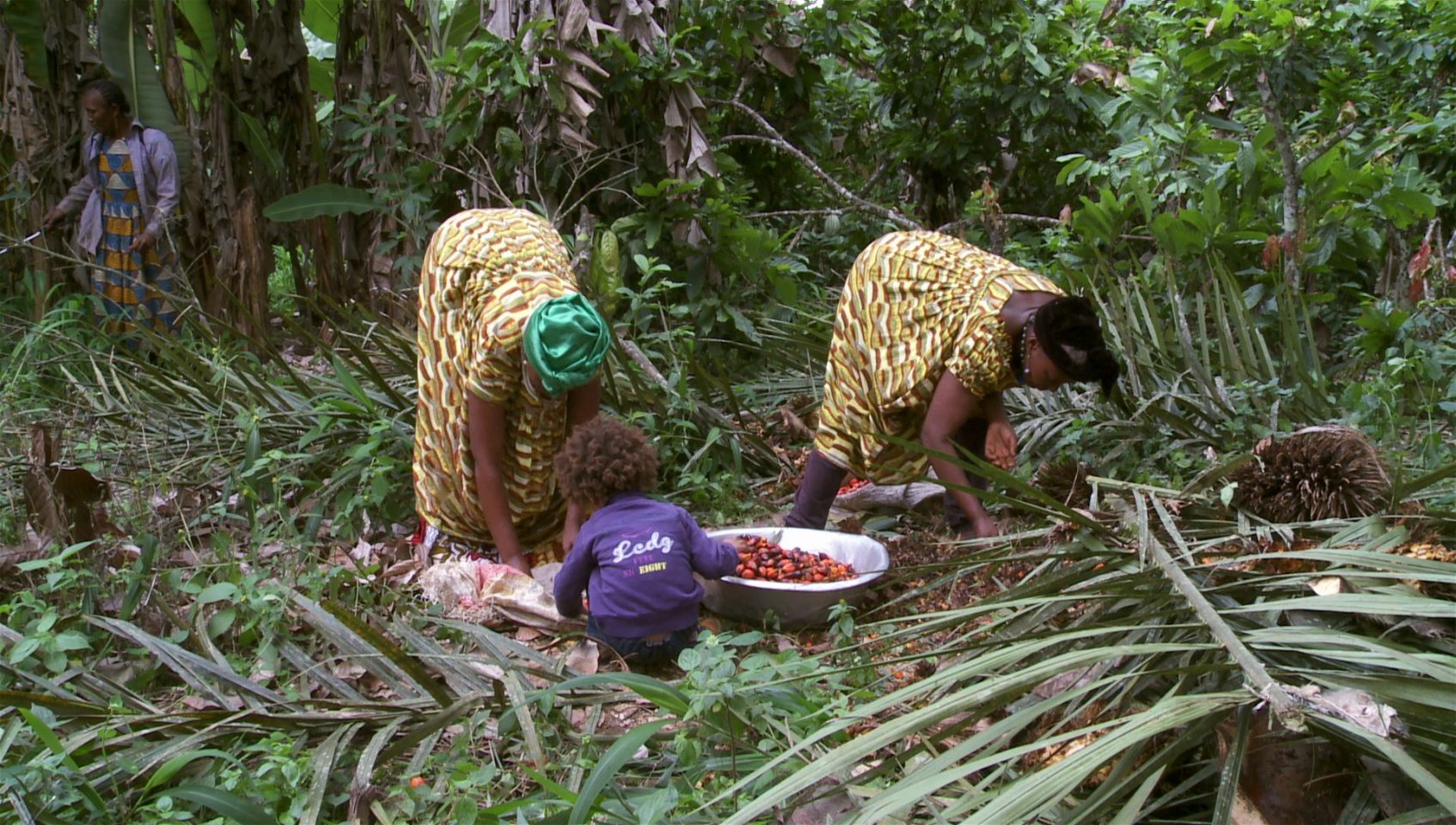 Two people gather fruit with a small child helping