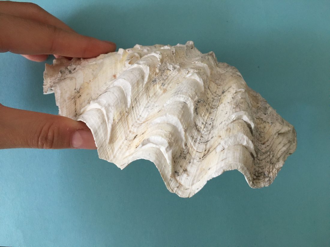 <p>Amy’s shell</p>