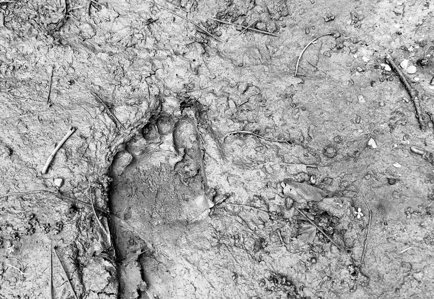 A black and white photo of a foot in mud
