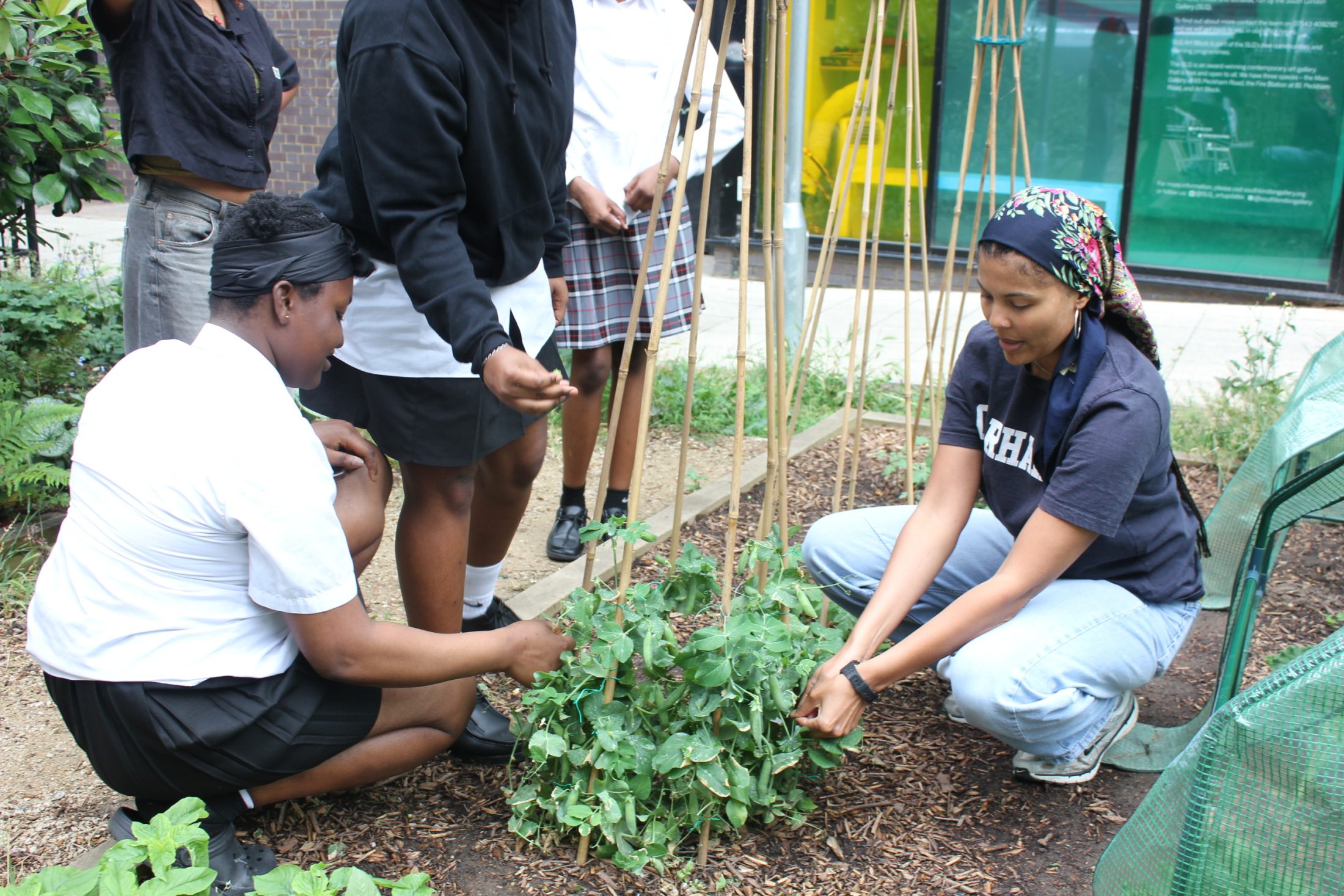 Two people kneel down in an allotment bed to look at the plants growing