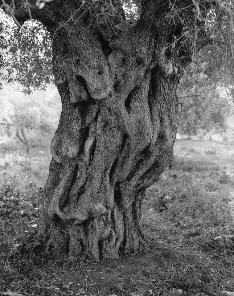 A black and white photo of a tree in Palestine.
