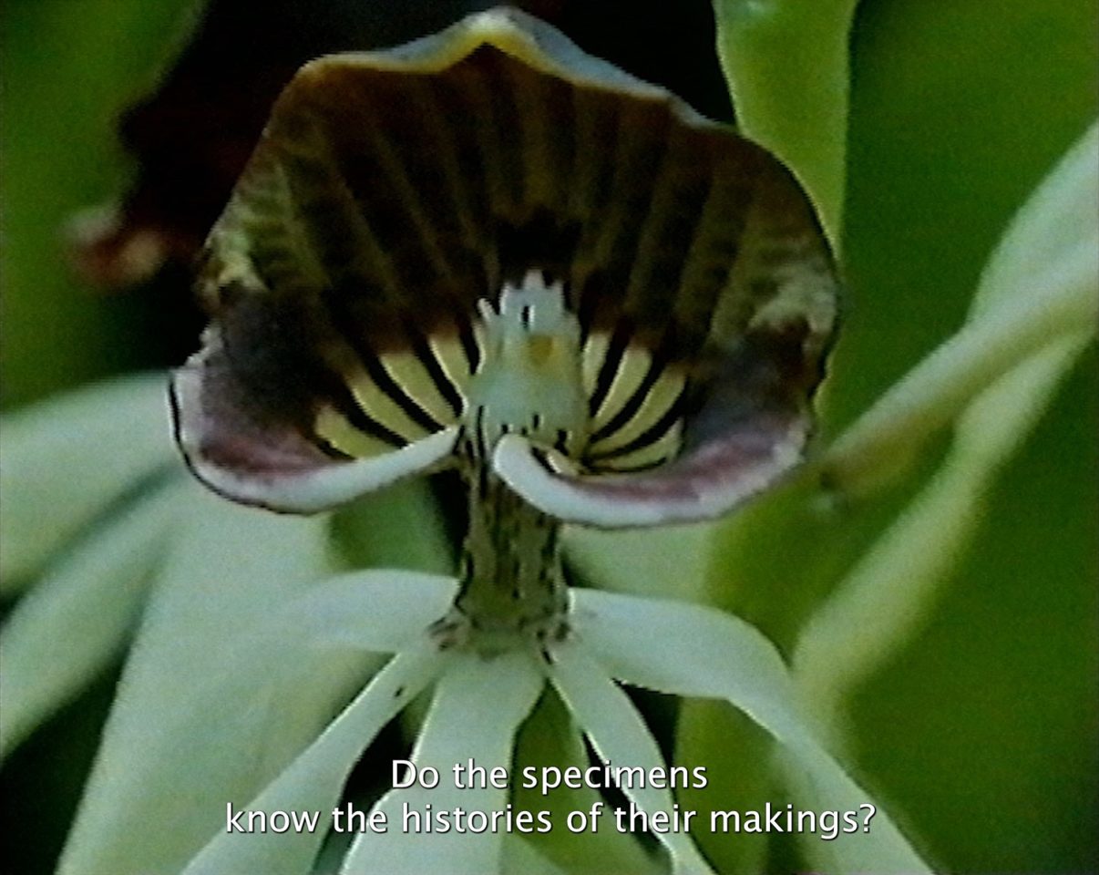 A still from a film by Kadeem Oak and Jonn Gale showing the image of a green plant.