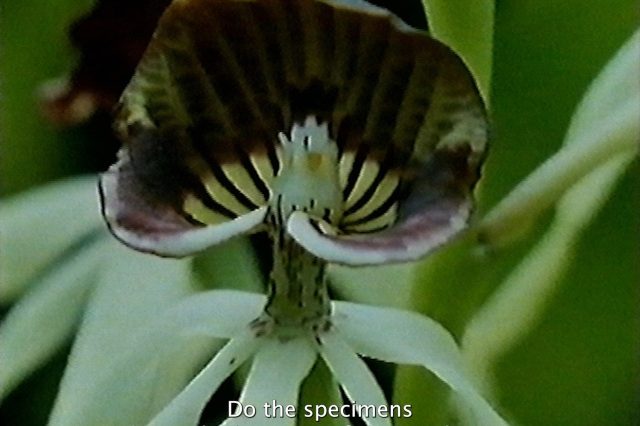 South By South: What Grows Between